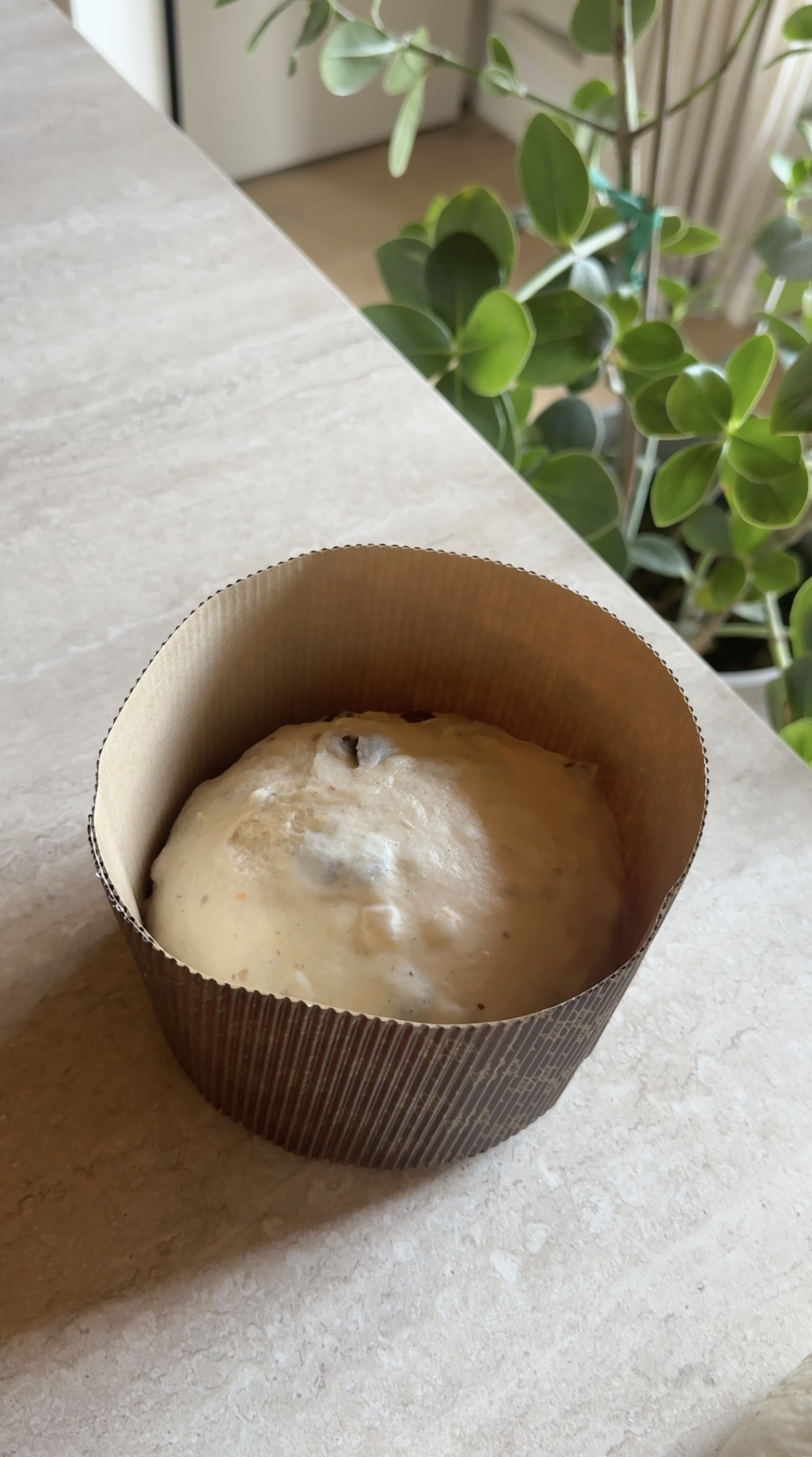 Panettone ricetta step 6