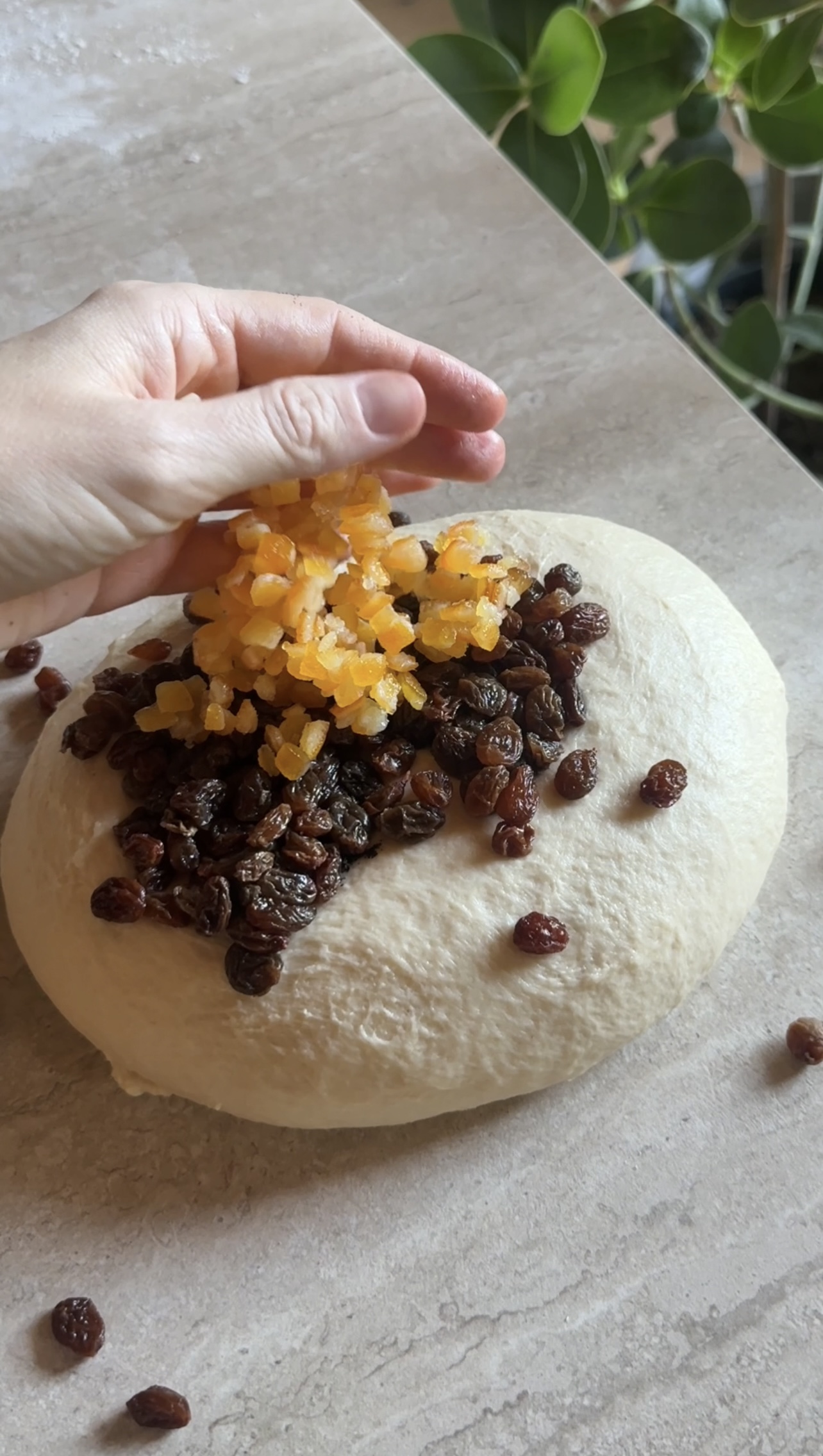 Panettone ricetta step 5